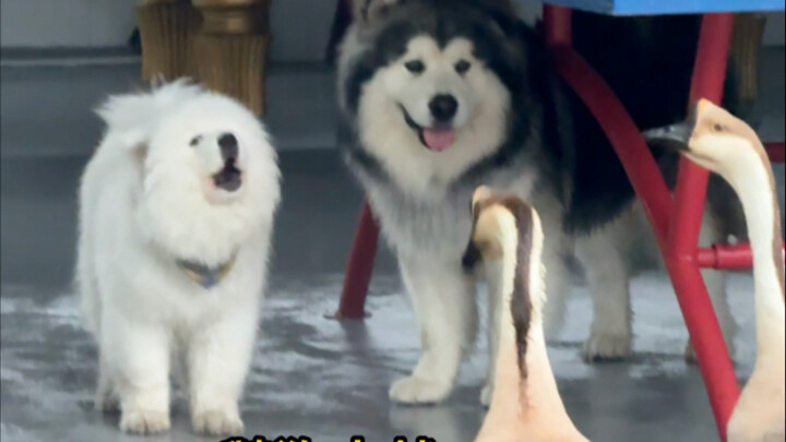 The puppy returning to the village encounters a goose…