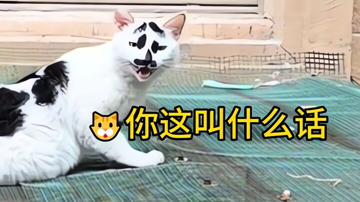 Jangan sekali-kali ngomongin kucing jelek di depannya! Dia bisa ngerti lho!