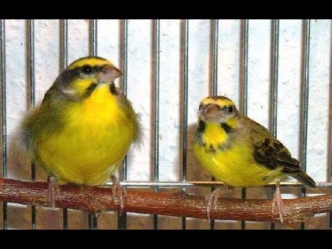Duet Mozambik Gacor