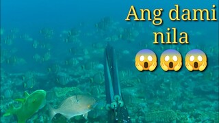 SPEARFISHING PHILIPPINES 🇵🇭 nag kataon lang ba ito sa dami nila catch and sell