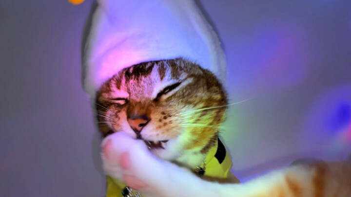 Goodness gracious, you actually dare to release behind-the-scenes footage for cat videos?