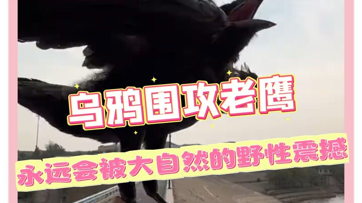 #WangYiboStunnedAsCrowsChaseEagle | You’ll Always Be Awed by Nature’s Wild Power #WangYibo #Crows #E