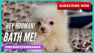 PURE WHITE POMERANIAN | @Super Marcos  VLOGS