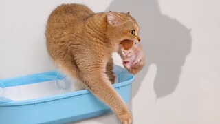 Mom cat carries newborn kittens to another place