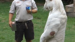 This tiger never stops drinking milk