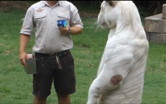 This tiger never stops drinking milk