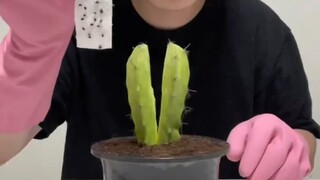 Fun experiments in the anime world!