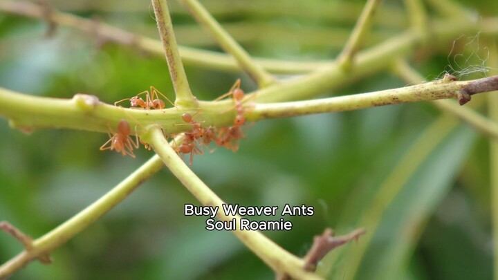 Busy Weaver Ants