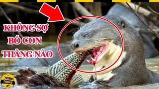 🔴 Những Cuộc Đụng Độ Làm Lên Tên Tuổi Của Gã Quái Vật Hung Hăng Bậc Nhất Sông Amazon