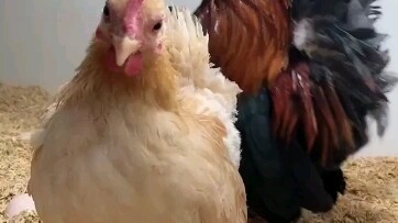 In Lishui, Zhejiang, a woman kept two chickens as pets. Over time, they multiplied to 20 or 30 birds