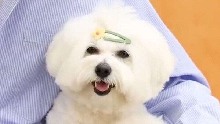 【Choi Seungcheol kkuma】| Tolong Bilang “Kentang Gate”