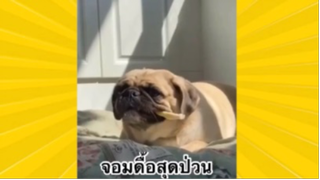 สัตว์เลี้ยงเพื่อนขนปุย : จอมดื้อสุดป่วน