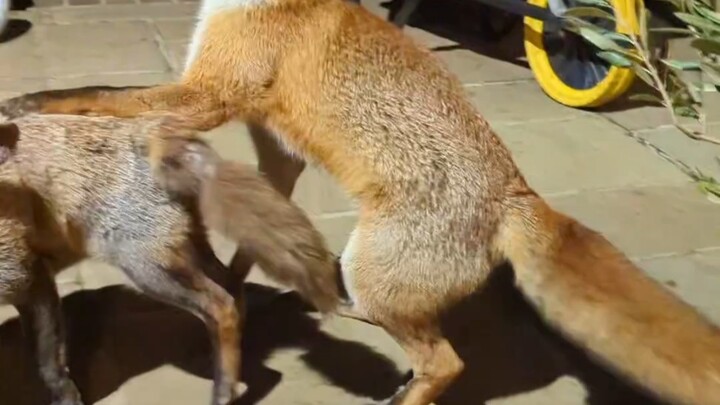 [Fox] Follow-up to Yesterday’s Explosive Scoop (See Description for Details) ©goachwriter