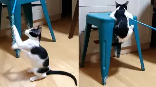 Funny Kitten playing by herself