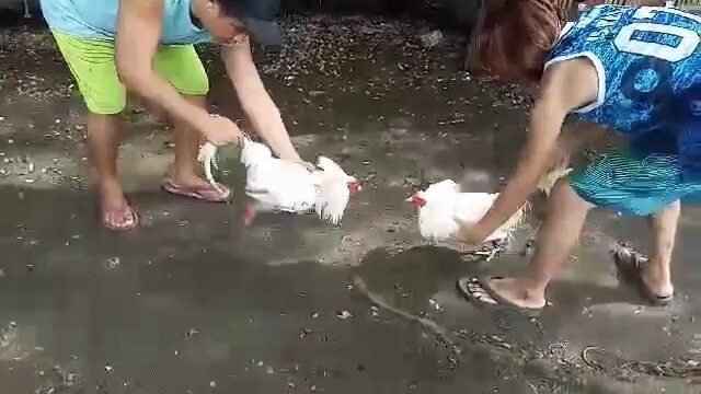 TanzoyGF