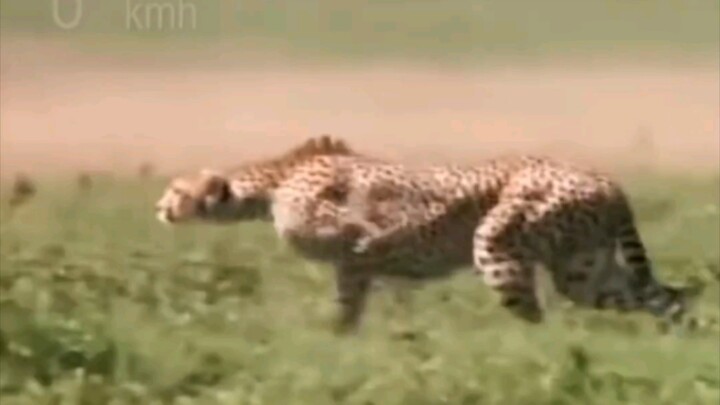 The antelope's running speed is second in the animal kingdom, but unfortunately, it ran into the che