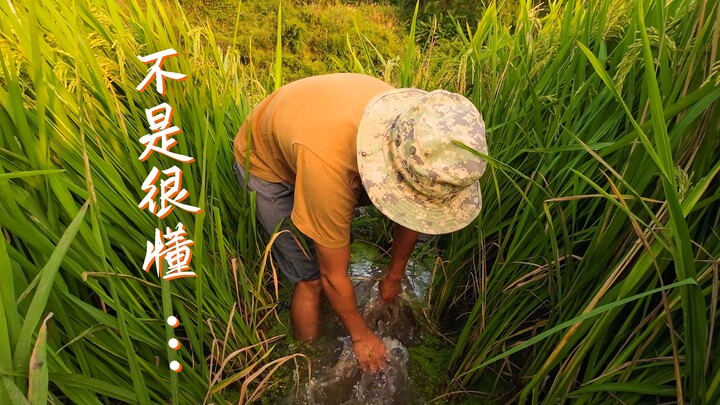 今年这稻花鱼，真是让人惊喜啊……