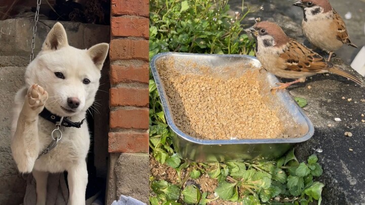 Am I being too nice to you? Even the sparrows are getting picky about what they eat now.