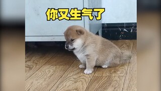 ฉันชอบลูกสุนัขมาก