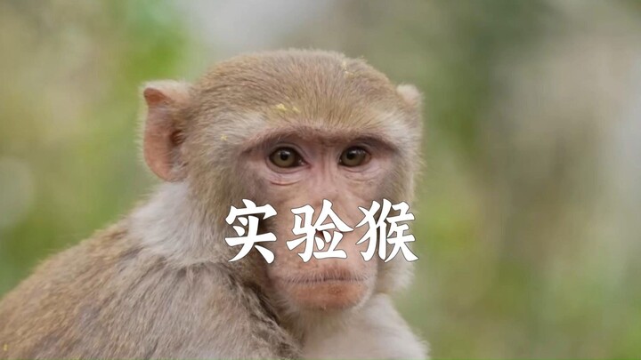 เปิดเผยชีวิตจริงของลิงทดลอง