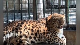 "Exploring the Zoo" Unveils the Living Environments of Various Exotic Animals