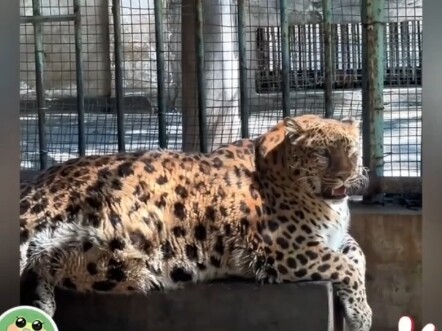 เปิดเผยสภาพแวดล้อมการดำรงชีวิตของสัตว์หายากชนิดต่างๆ ใน "ตะลุยสวนสัตว์"