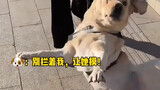 Dog: I love humans so much that I can’t stop me!