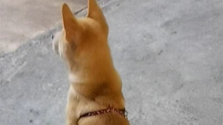 “Country dogs aren’t just country dogs—redefining the charm of rural canines.” This little dog, comb