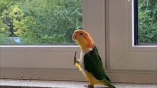 Reject animal performances, but you can't stop animals from performing