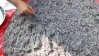 Ikan Nike Hanya ada di Gorontalo