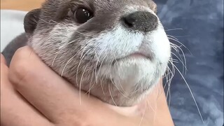 Like a puppy in the water