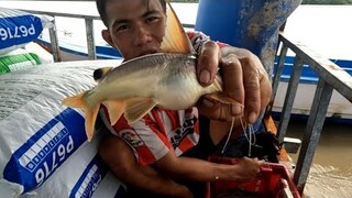 F283 .Món Ăn Thiên Nhiên Ở Bè Lúc Nào Cũng Có Sẳn ,Thật Tuyệt Vời ( Thái Ngọc Cần Giờ TV )