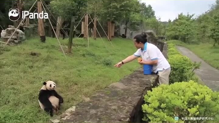 The Giant Panda Can Understand Sichuan Dialect Series!