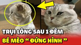 Hoàng Thượng "ĐỨNG HÌNH" với BỘ LÔNG ĐƯỢC SEN TỈA sau 1 giấc ngủ sâu 😂 | Yêu Lu