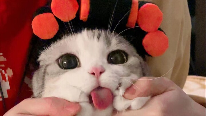 Bà chủ cho thuê mèo đến thu tiền thuê rồi!