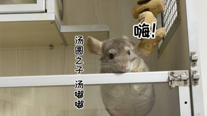 سأقدّم لكم عرض حمّام البركان مع توتورو!