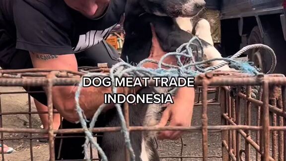 stop dog trade for meat😤😤just love and take care of them😘😘