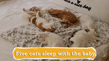 Năm chú mèo trong nhà say ngủ bên cạnh công chúa nhỏ