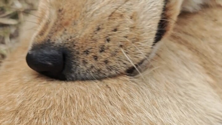 ทำไมสุนัขถึงไม่ช่วยคนกัดเห็บ?