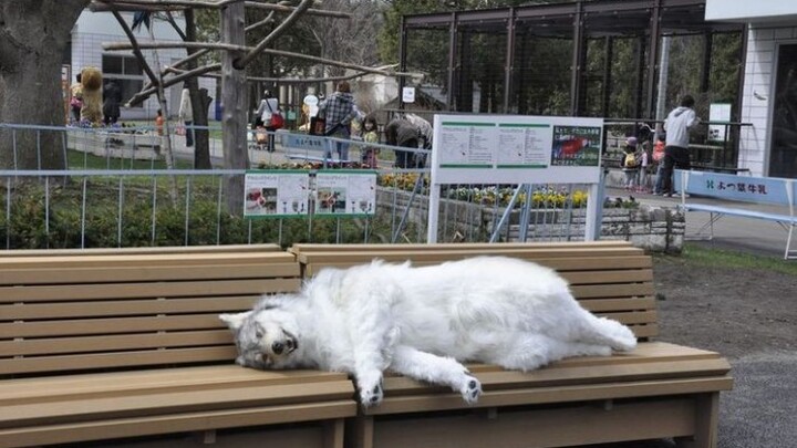 街头整蛊 远古素材 Furry仿真 这是有多真路人直接懵！？