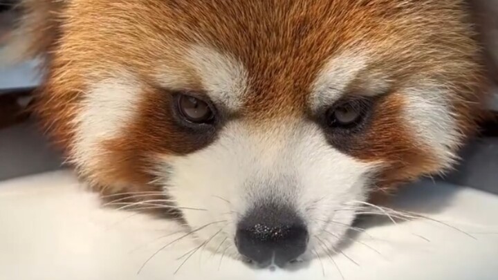 Uống sữa bát bát