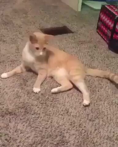 Tachibana stepped on his own tail, hahahaha the black cat next to him was dumbfounded