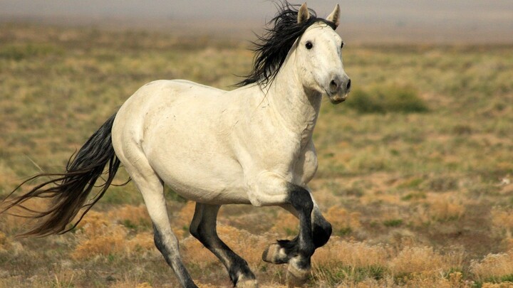 【Ngựa】Con ngựa đó hình như bị bệnh nặng lắm!