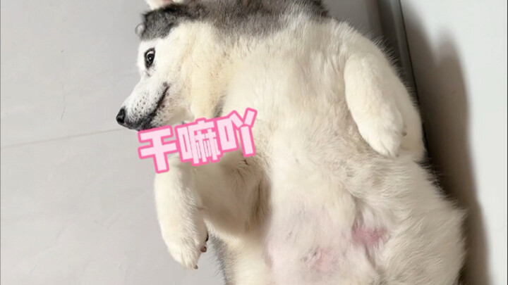 I heard this thing has turned into a fierce dog?