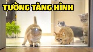 Mèo vượt tường tàng hình | The Happy Pets #46