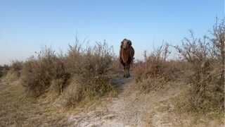 I lost my pirate cow and couldn't find it for a day. I met an ugly guy.