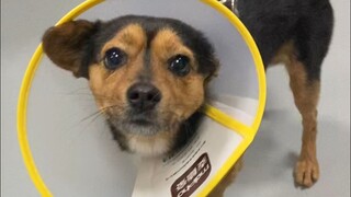 زهرة الأقحوان تعصر معجون الأسنان، كلما عصرت أكثر أصبحت أكثر جاذبية~