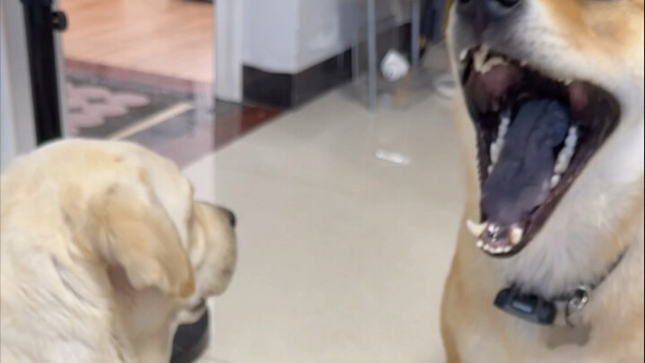 Mỗi sợi lông chó đều toát lên sự khước từ.