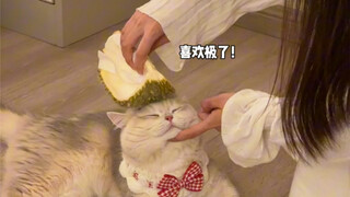 Pacar saya menghabiskan 200 yuan untuk membeli sisir baru untuk kucing. Saya bertanya, "Kenapa sisir