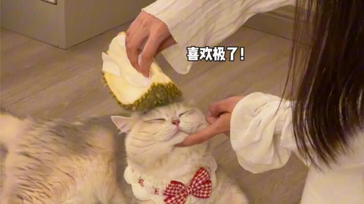 صديقتي أنفقت 200 يوان لتشتري للقطة مشطًا جديدًا، فسألتها: لماذا هذا المشط غالي جدًا؟ ثم رأيت المشط ا